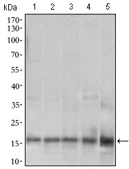 1 - MRPL42 Antibody AO2316a