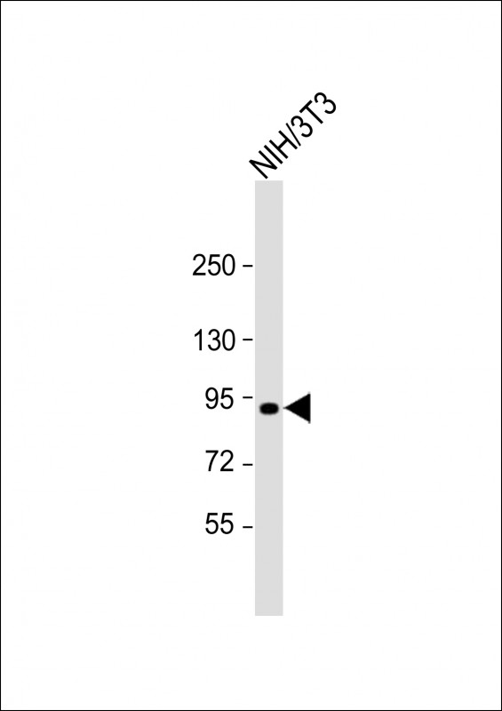 1 - Mouse Eef2k Antibody (N-term) AP14838a