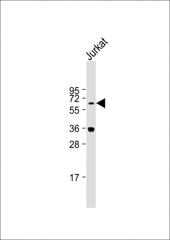 1 - TRAFD1 Antibody (C-term) AP17218b