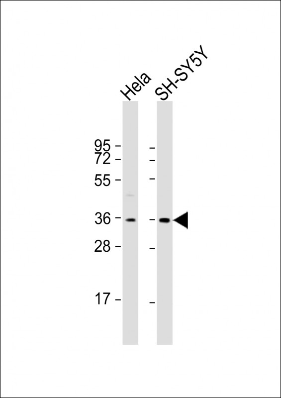 1 - HLF Antibody (C-term) AP17419B