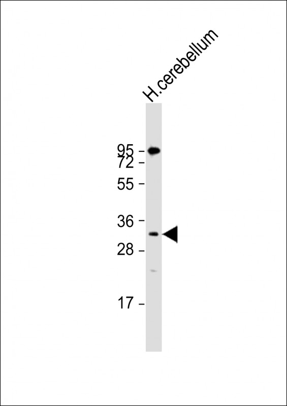 1 - TEF Antibody (C-term) AP19200b