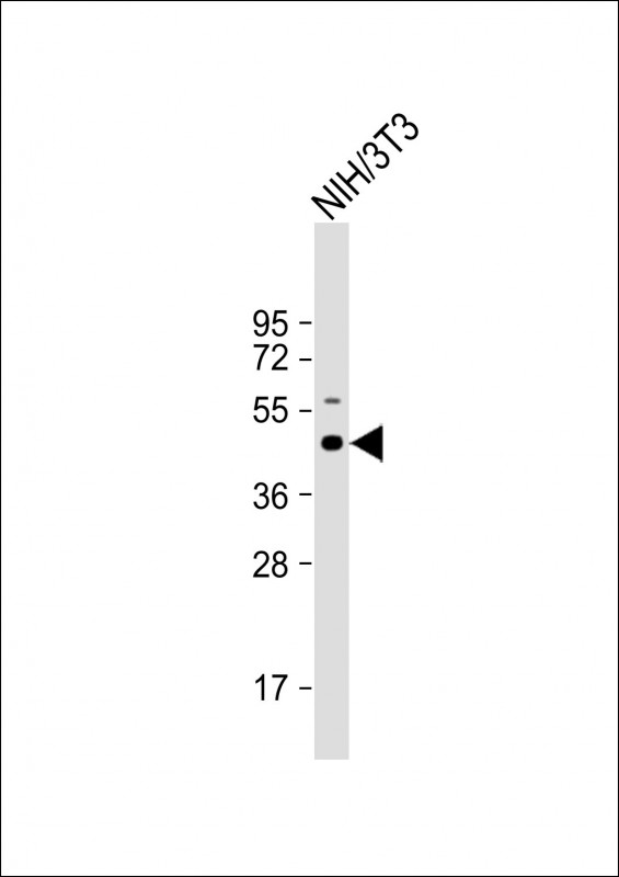 1 - Mouse Shc1 Antibody(Center) AP19642c