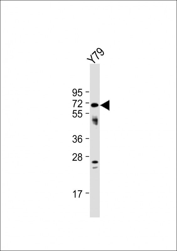 1 - NEURL Antibody (Center) AP8737c