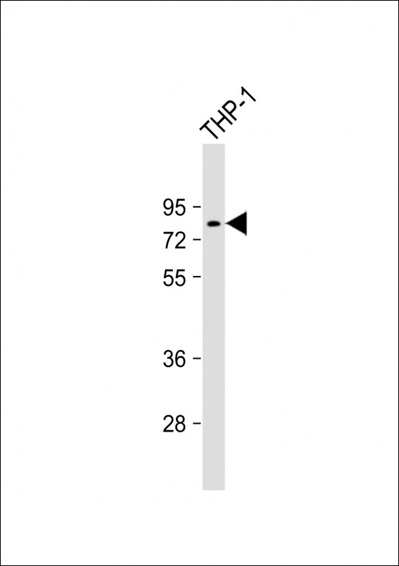 1 - TTC39B Antibody (C-term) AP11019b