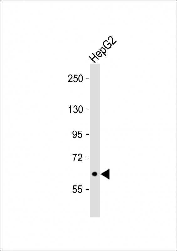 1 - SIGLEC11 Antibody (N-term) AP1630a
