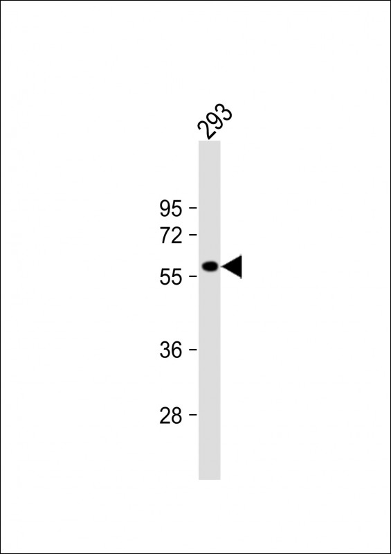 1 - RASGEF1C Antibody (N-term) AP17844a
