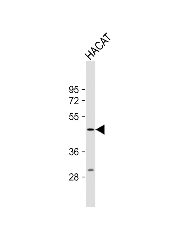 1 - PGLYRP4 Antibody (Center) AP18508c