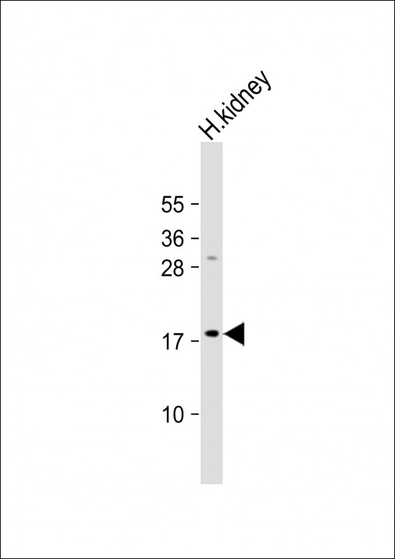1 - LYZL1 Antibody (C-term) AP18526b