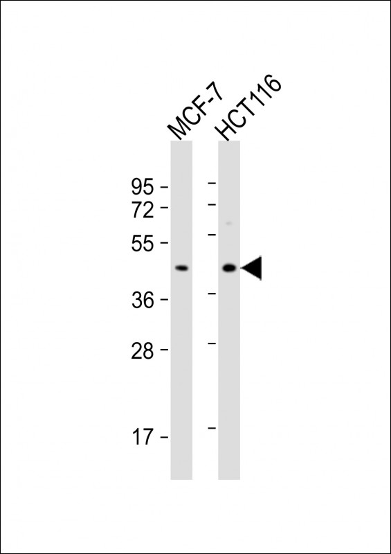 1 - PSG3 Antibody (N-term) AP9558c