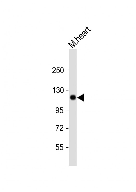 1 - Mouse Scyl2 Antibody (Center) AP14165c