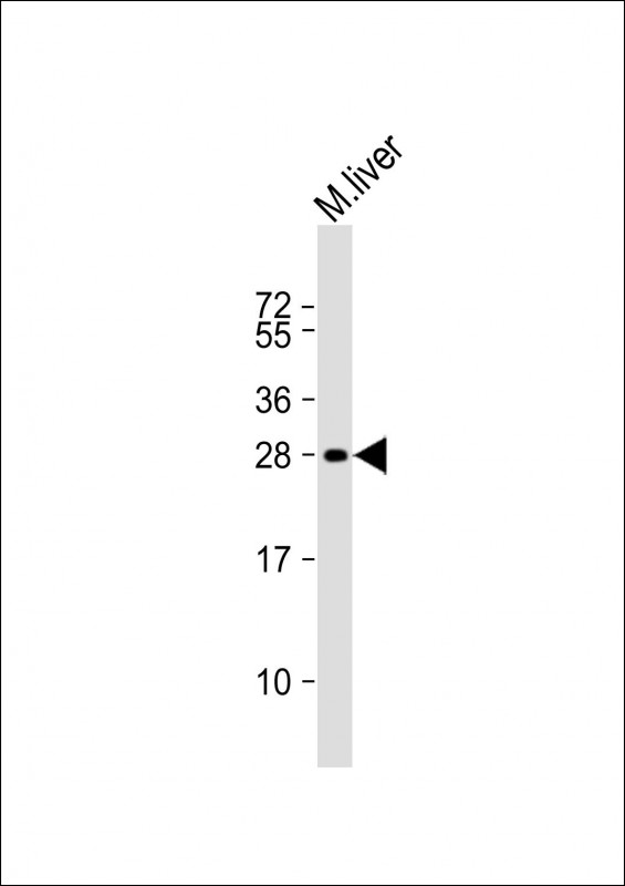1 - Mouse Sike1 Antibody (N-term) AP20223a