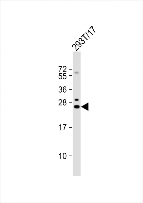 1 - GINS3 Antibody (C-term) AP20401b