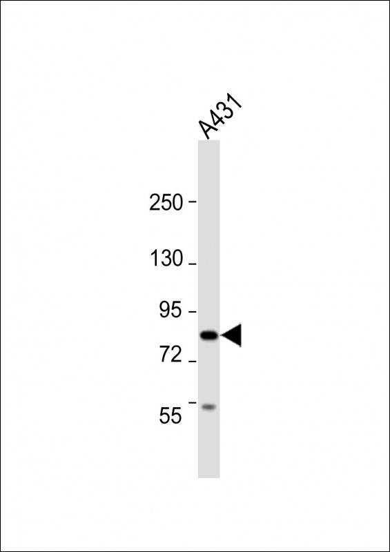 1 - UHRF1BP1 Antibody (C-Term) AP22184b