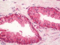 14 - Anti-RPL3 / Ribosomal Protein L3 Antibody  ALS17269