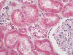 14 - Anti-TMED9 Antibody  ALS17271