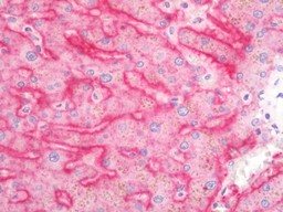 14 - Anti-ASGR1 / ASGPR Antibody  ALS17276