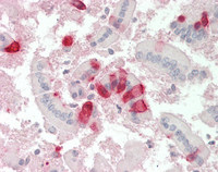 14 - Anti-IDO1 / IDO Antibody  ALS17294