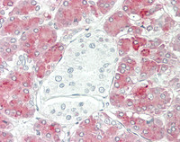 14 - Anti-CPA1 / Carboxypeptidase A Antibody (aa301-350)  ALS17295
