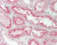 14 - Anti-TASP / LANCL2 Antibody (N-Terminus)  ALS17308