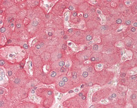 14 - Anti-ASGR2 Antibody (aa106-286)  ALS17311