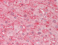 14 - Anti-APOA1 / Apolipoprotein A 1 Antibody  ALS17317