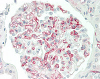14 - Anti-Adiponectin Antibody (aa19-244, clone 2C9)  ALS17318