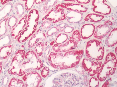 14 - Anti-FKSG80 / GPR81 Antibody (Cytoplasmic Domain)  ALS17319