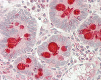 14 - Anti-MLZE Antibody (aa109-158)  ALS17321