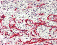 14 - Anti-MLZE Antibody (aa109-158)  ALS17321