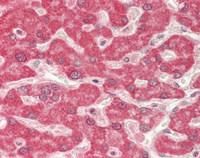 14 - Anti-HAMP / Hepcidin Antibody  ALS17322