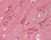 14 - Anti-CLASP2 Antibody (N-Terminus, clone KT69)  ALS17330