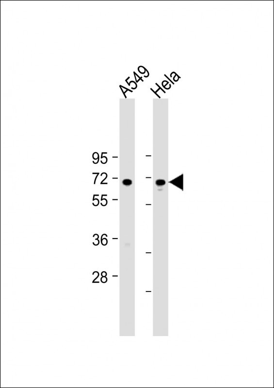 1 - FOXN1 Antibody (Center) AP12053C