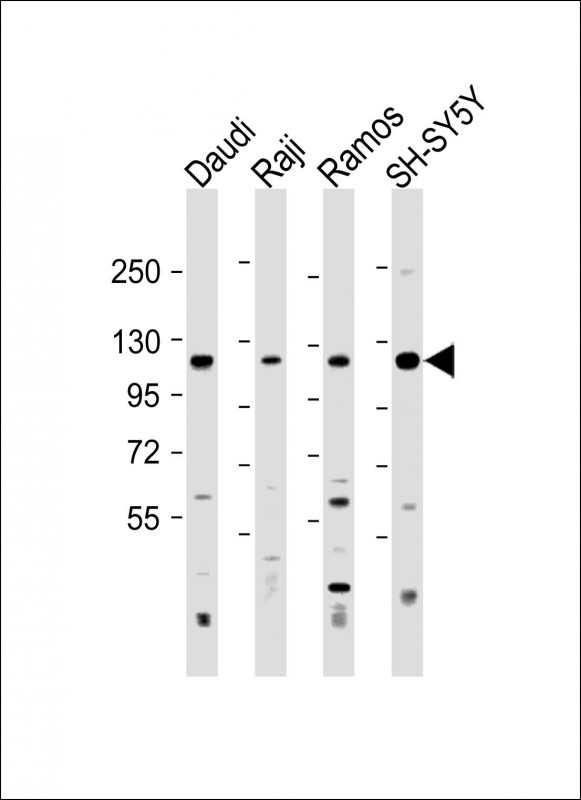 1 - LILRB1 Antibody (Center) AP17048c