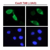 3 - Cas9 Monoclonal Antibody                                             ABV11715