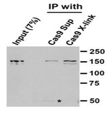 5 - Cas9 Monoclonal Antibody                                             ABV11715