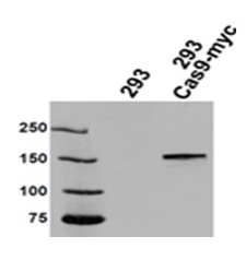 1 - Cas9 Monoclonal Antibody                                             ABV11715