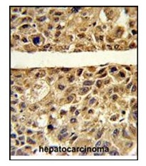 2 - ARG1 Polyclonal Antibody ABV11726