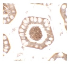 2 - BTLA Polyclonal Antibody ABV11728
