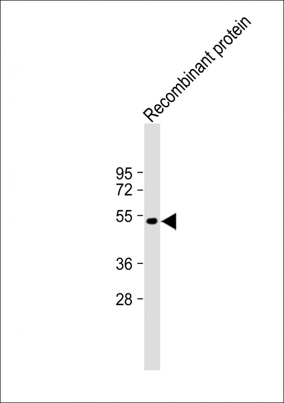 1 - TrpE Antibody AP22229a
