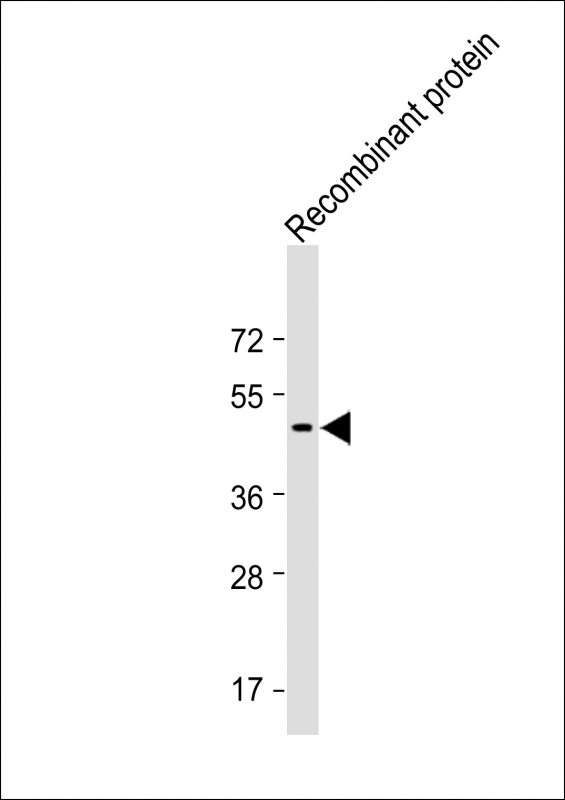 1 - TrpE Antibody AP22231a