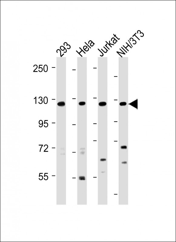 1 - INTS3 Antibody (Center) AP22238c