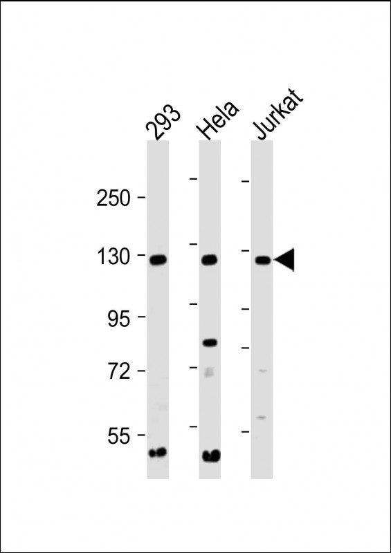 1 - INTS3 Antibody (C-Term) AP22240b