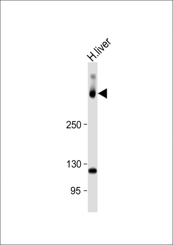 1 - SYNE2 Antibody (N-Term) AP22254a