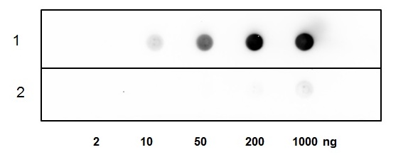 1 - ACTH Polyclonal Antibody ABV11761