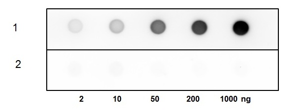 1 - HDL Polyclonal Antibody ABV11762