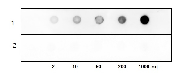 1 - Secretin Polyclonal Antibody ABV11764