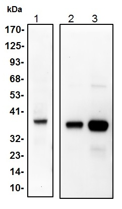 1 - AKR1C3 Polyclonal Antibody ABV11765