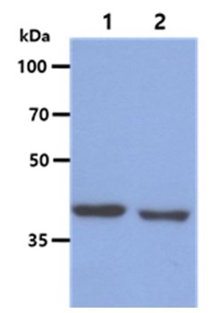 1 - BCAT1 Monoclonal Antibody ABV11770
