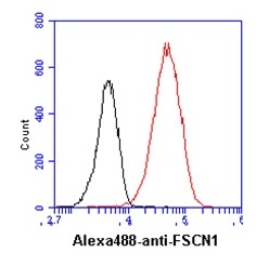4 - FSCN1 Monoclonal Antibody ABV11772