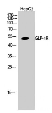1 - GLP-1R Polyclonal Antibody ABV11775